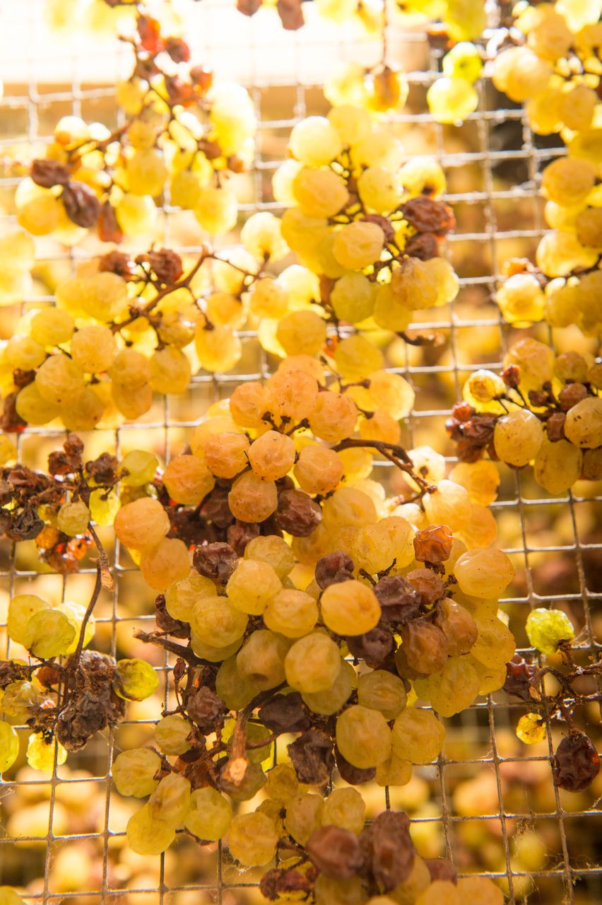 Vignoble Technique Vin de paille Mossu-0013